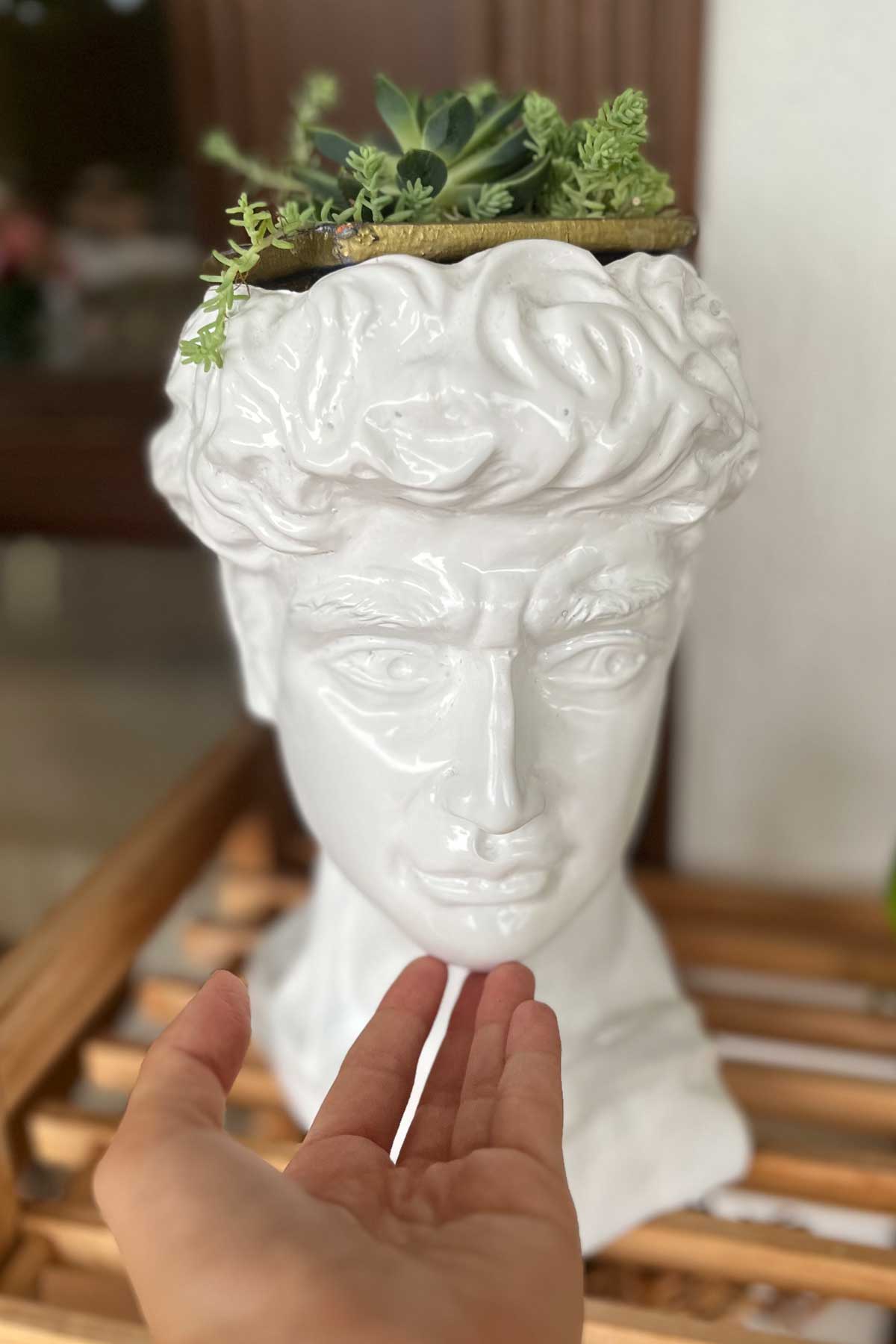 Pot de planta de la cabeza de David